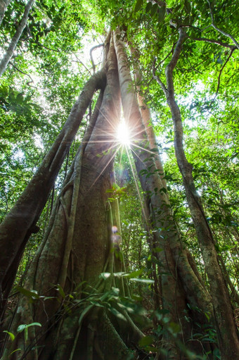 底视图大榕树树日出的太阳照通过大根和树干到绿色热带森林地面环境气候改变概念焦点树树干