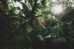 日出深热带热带雨林的太阳照到棕榈叶子和绿色树叶热带植物thailand-malaysia边境环境概念焦点叶子
