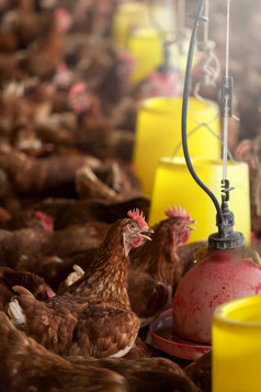 喂养棕色（的）母鸡家禽农场商业鸡房子特写镜头