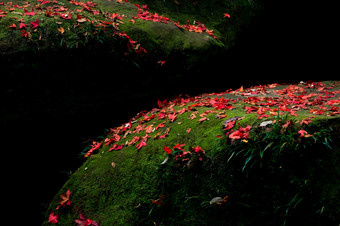 下降红色的枫木叶子的岩石秋天摘要红色的枫木叶子阳光对绿色莫斯和黑<strong>暗影</strong>子