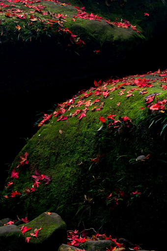 下降红色的枫木叶子的岩石秋天摘要红色的枫木叶子阳光对绿色莫斯和黑<strong>暗影</strong>子