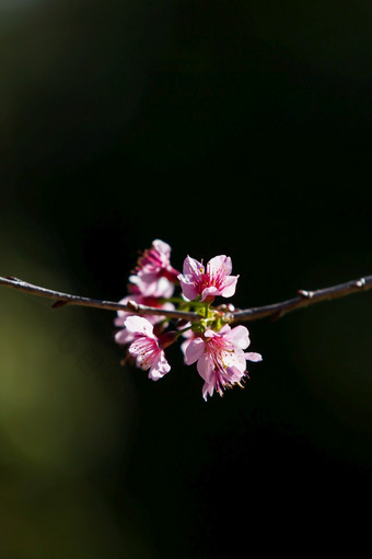 盛开<strong>的</strong>桃子樱<strong>桃花的</strong>树分支机构影子模糊<strong>的</strong>背景日本杏中国人李子春天开花特写镜头焦点<strong>花瓣</strong>