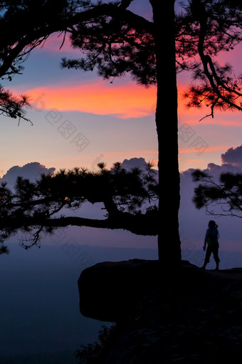 徒步旅行者年轻的女人站的边缘悬崖附近古老的松树和看起来山视图在日落假期假期旅游概念轮廓