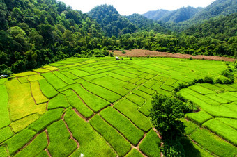 空中视图绿色大米幼苗帕迪字段包围热带森林雨季节农村场景北泰国农业培养概念