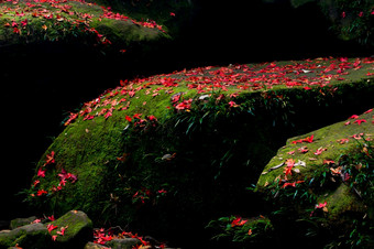 下降红色的枫木叶子的岩石秋天摘要红色的枫木叶子阳光对绿色莫斯和黑暗影子