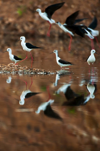 群black-winged高跷着陆湖在伟大的迁移亚洲迁徙野生鸟鸟迁移模糊运动