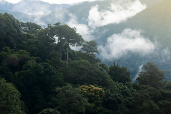 风景热带<strong>森林</strong>多<strong>雨</strong>的早....温柔的雾涵盖了山和热带<strong>雨</strong>林树冠thailand-myanmar边境环境自然概念焦点<strong>森林</strong>