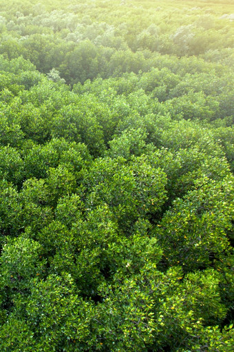 空中视图绿色红树林森林树冠绿色皇冠树冠分支机构和树叶红树林树环境气候改变自然概念焦点树树冠