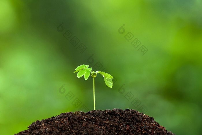 绿色年轻的热带植物生长肥沃的土壤的多雨的季节植物幼苗发芽过程植物根子叶叶绿色自然模糊的背景焦点的叶