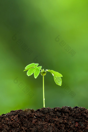 绿色年轻的热带植物生长肥沃的土壤的多雨的季节植物幼苗<strong>发芽过程</strong>植物根子叶叶绿色自然模糊的背景焦点的叶