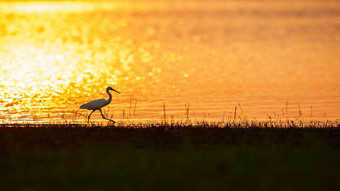 伟大的<strong>白鹭</strong>喂养湖在日落的设置太阳反映的表面湖的背景西方泰国迁徙<strong>野生</strong>鸟鸟迁移轮廓