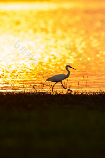 伟大的白鹭喂养湖在日落的设置太阳反映的表面湖的背景西方泰国迁徙野生鸟鸟迁移轮廓