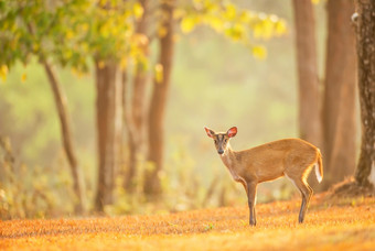 第一个步骤婴儿小鹿成的野生夏天早....肖像常见的吠叫鹿采取第一个步骤的字段的世界遗产网站考县Yai国家公园泰国