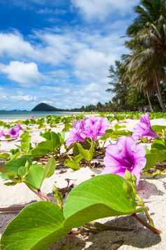 明亮的和美丽的热带海滩与海滩早....荣耀是布鲁姆阳光明媚的夏天南泰国