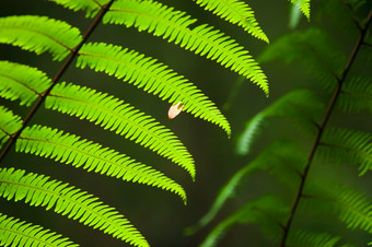 特写镜头拍摄小粉红色的叶下降明亮的绿色蕨<strong>类</strong>植物叶子热带森林模糊背景自然<strong>场景</strong>雨季节焦点小粉红色的叶