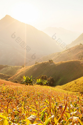 景观玉米梯田日落当地的农业南北泰国
