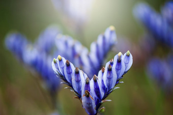 盛开的缅甸语迪斯蒂卡花<strong>湿地日</strong>出紫色的花字段完整的布鲁姆特写镜头焦点的紫色的花瓣