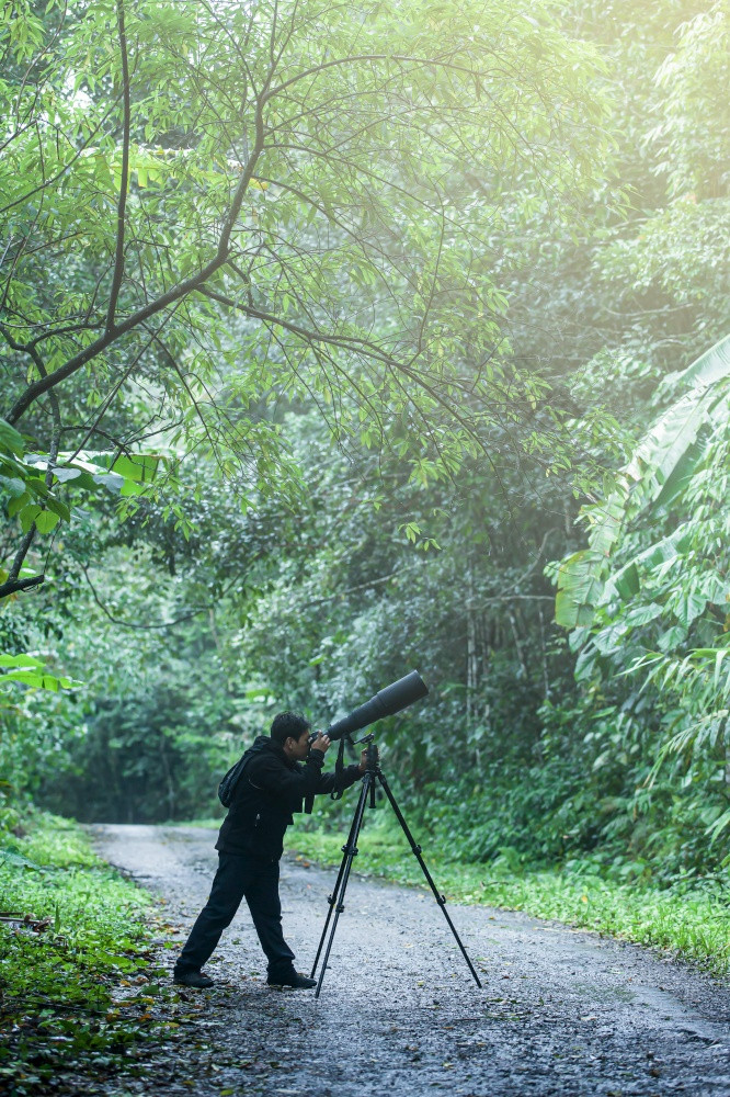 专业野生动物摄影师需要图片与数字相机和super-telephoto镜头三脚架丛林焦点的镜头