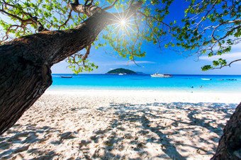 海景视图热带海滩阳光明媚的夏天视图通过的阴影绿色树分支机构游客放松的蓝色的海岛的背景Similan岛泰国