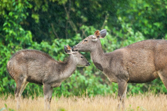 妈妈。水鹿鹿梳理小鹿的雨热带森林背景考县Yai国家公园世界遗产网站泰国软阳光爱概念