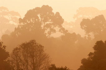 热带<strong>森林</strong>的早....光金光照下来周围的丛林<strong>小鸟</strong>的树考县Yai国家公园世界遗产网站联合国教科文组织泰国夏天季节温暖的语气背景纹理