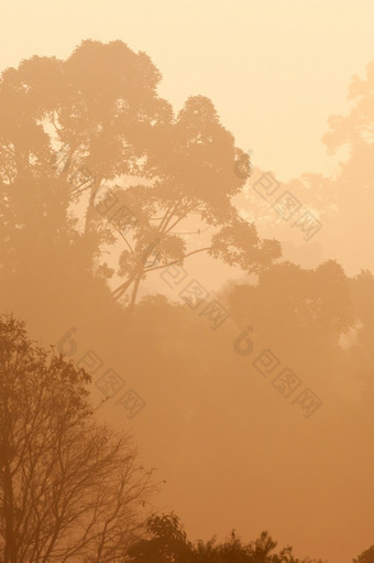 热带<strong>森林</strong>的早....光金光照下来周围的丛林<strong>小鸟</strong>的树考县Yai国家公园世界遗产网站联合国教科文组织泰国夏天季节温暖的语气背景纹理