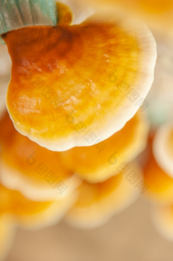 新鲜的灵芝蘑菇灵芝清明的灵芝蘑菇农场中国人传统的医学软阳光浅部门场特写镜头前视图背景纹理