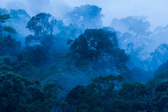 空中视图古老的热带森林的雾美丽的早....光的艺术塑造森林多雨的季节蓝色的语气考县Yai国家公园<strong>联合</strong>国教科文组织的世界遗产网站泰国复制<strong>空间</strong>
