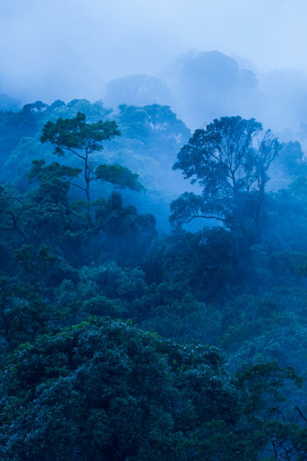空中视图古老的热带森林的雾美丽的早....光的艺术塑造森林多雨的季节蓝色的语气考县Yai国家公园联合国教科文组织的世界遗产网站泰国复制空间