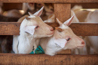 可爱的夫妇孩子白色山羊两个小白色山羊站木避难所和看的相机可爱的与有趣的特写镜头软阳光浅深度场当地的泰国农场泰国