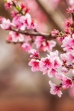 盛开的桃子樱桃的分支机构树粉红色的花完整的布鲁姆春天开花东川昆明省中国软阳光背景纹理复制空间