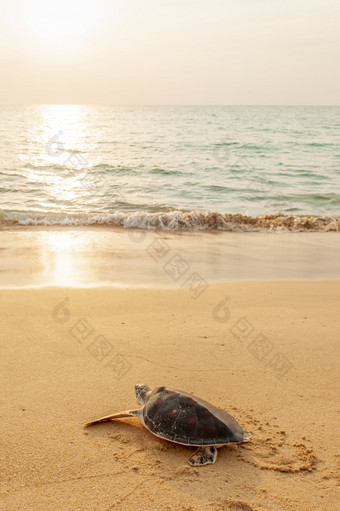 <strong>绿色</strong>海乌龟的热带海滩日落<strong>标题</strong>为的海洋为的第一个时间金太阳设置和海岸线背景考县lampi-hat泰国Mueang国家公园喘气俄罗斯泰国夏天季节