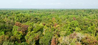 全景空中视图日出照下来周围泥炭沼泽森林美丽的形状的影子和绿色树冠诗琳通泥炭沼泽森林自然<strong>研究</strong>和<strong>研究中心</strong>那拉提瓦泰国夏天季节复制空间