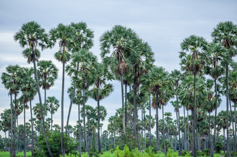 棕榈树和场沿着的路边附近金边在金边柬埔寨象征柬埔寨文化国家象征棕榈树激励骄傲和利润的传统的景观视图农村生活