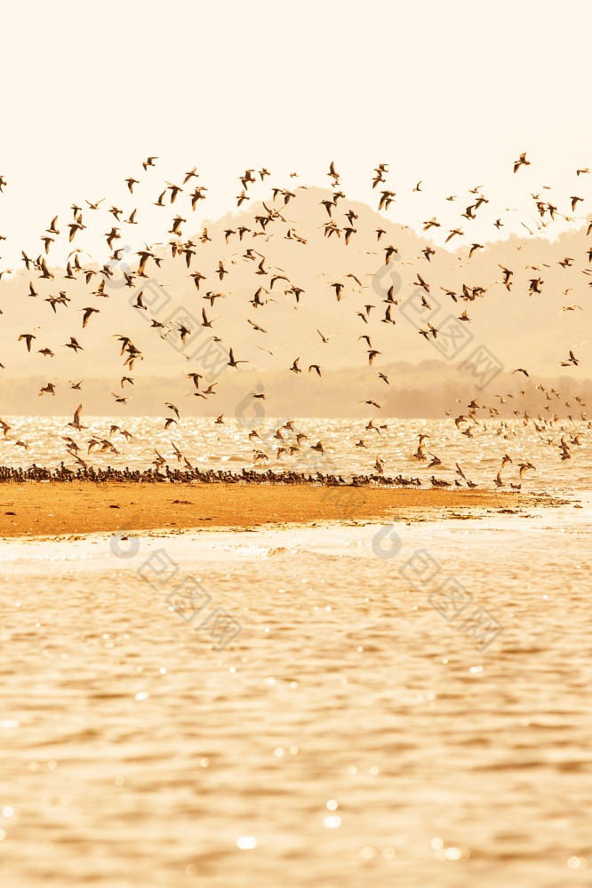 水鸟迁移日落羊群水鸟飞行在桑迪的海美丽的闪闪发光的海水温暖的语气冬天季节千岛页省泰国