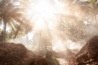 亚洲女园丁燃烧椰子壳牌木炭椰子棕榈树花园风景优美的景观热带花园烟雾缭绕的日出农业简单的生活风格东南亚洲模糊背景