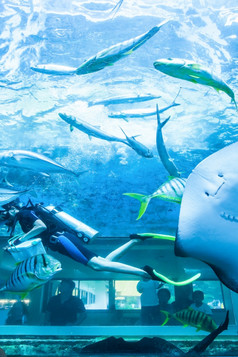 亚洲家庭查看潜水潜水员水下水族馆与黄貂鱼和其他海水鱼