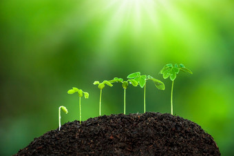 绿色年轻的热带植物成长肥沃的土壤的多雨的季节植物幼苗发芽过程植物根<strong>子叶</strong>和叶绿色模糊的背景