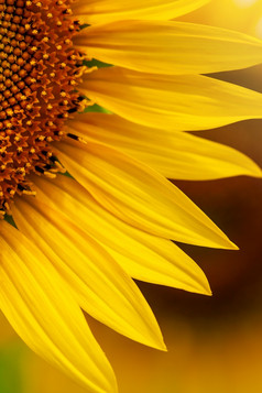 特写镜头黄色的向日葵完整的布鲁姆阳光明媚的夏天黄色的向日葵和字段模糊的背景焦点的花瓣