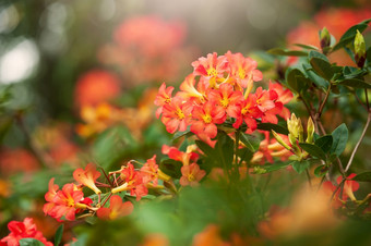 盛开的橙色杜鹃花植物<strong>花园</strong>夏天早....<strong>绿色</strong>树模糊的背景