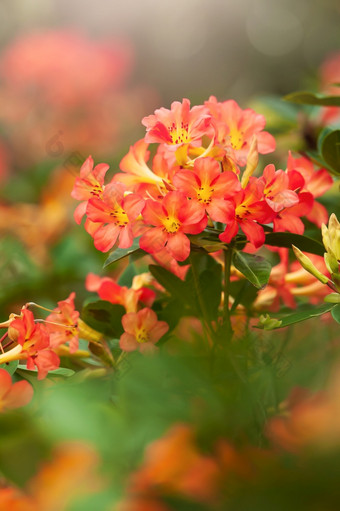 盛开的橙色杜鹃花植物<strong>花园</strong>夏天早....<strong>绿色</strong>树模糊的背景