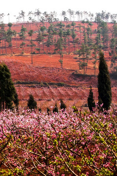 的景观的樱桃果园布鲁姆山春天开花农村社区果园南中国焦点的山