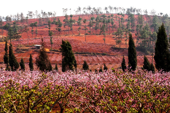 的景观的樱桃果园布鲁姆山春天开花农村社区果园南中国焦点的山
