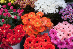 一些束不同的品种色彩鲜艳的花显示花店商店