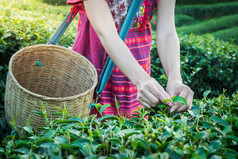 女人手持有年轻的绿色茶叶子山的早....与日出雷农业树种植园