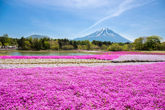 <strong>日</strong>本shibazakura节<strong>日</strong>与的场粉红色的莫斯樱花樱桃开花与山富士宝桥<strong>日</strong>本著名的的地方和受欢迎的为<strong>旅游</strong>假期