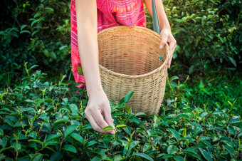 女人手持有年轻的绿色茶叶子山的早....与日出雷农业树种植园