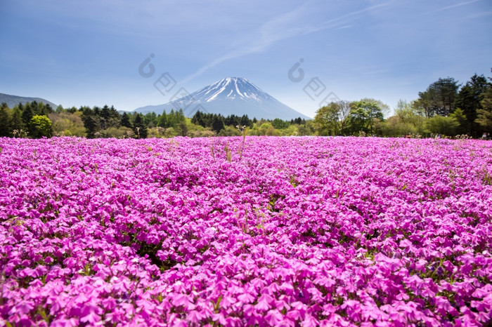 日本shibazakura节日与的场粉红色的莫斯樱花樱桃开花与山富士宝桥日本