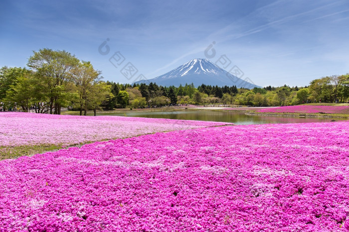 日本shibazakura节日与的场粉红色的莫斯樱花樱桃开花与山富士宝桥日本富士山焦点