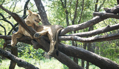 的年轻的狮子坐着的树